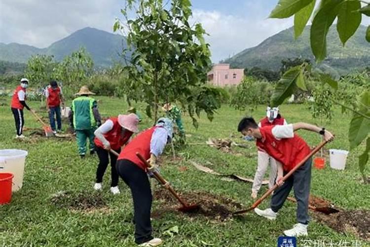 番茄的养殖方法和注意事项