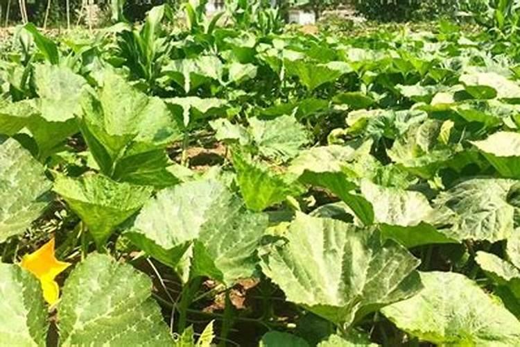 橘红怎么种植 橘红的种植与管理