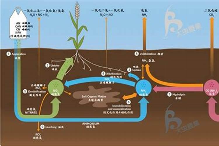 磷肥撒在地表面可以吸收吗