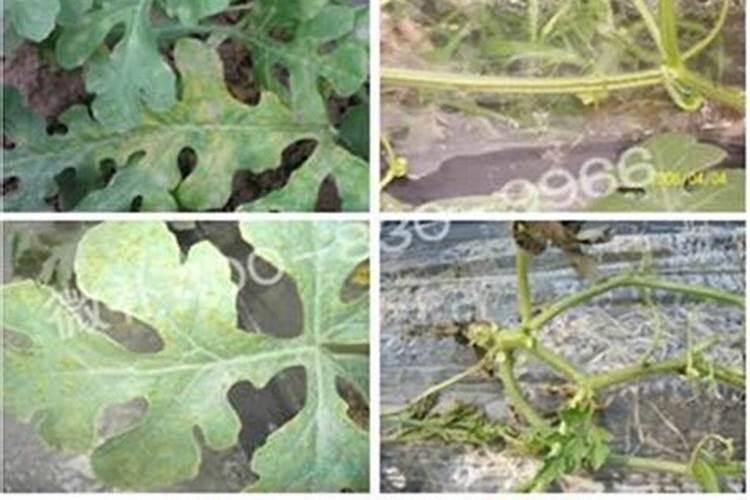 特大果型西瓜膨大期用氯呲脲兑水喷施瓜胎可以吗加速膨大吗？