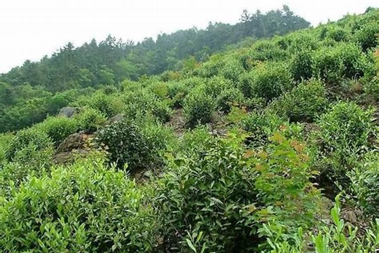 茶树需要上什么肥料