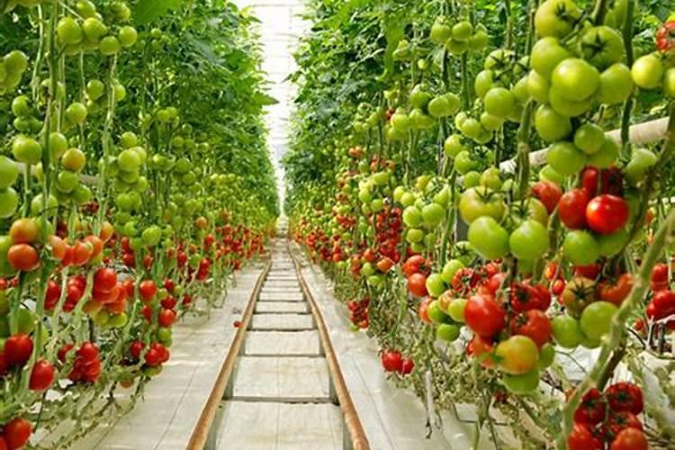 番茄膨果期冲施康柏叶盛含氨基酸水溶肥料兑肥料好处