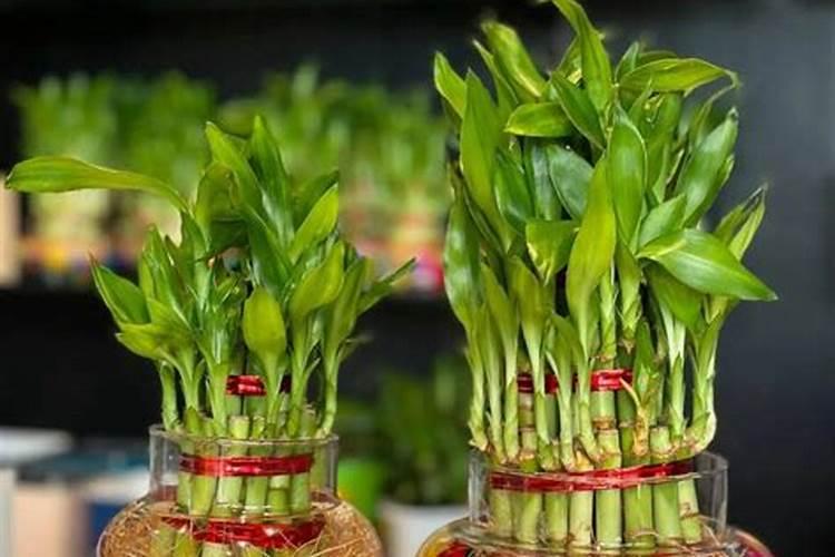 如何让富贵竹快速长高