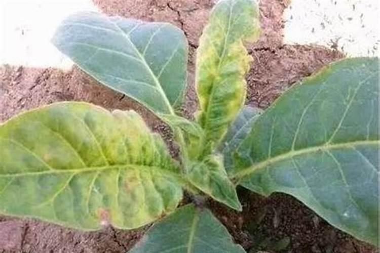 辛硫磷能打玉米苗吗