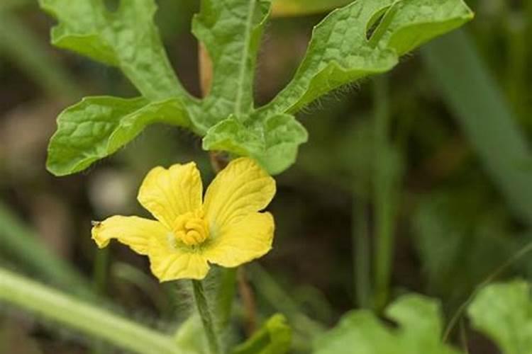 什么叶面肥施加在西瓜苗上好