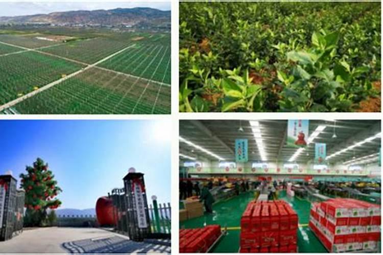 水溶性肥料市场研究报告