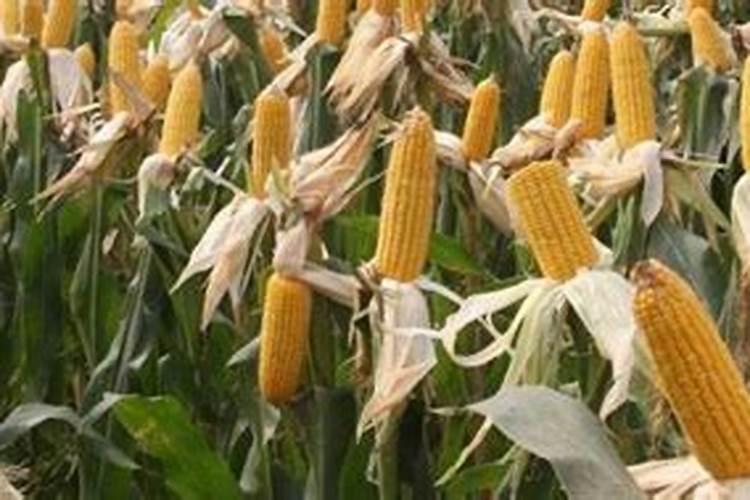 拜耳冠诺的水溶肥适合什么作物,黄瓜能用吗