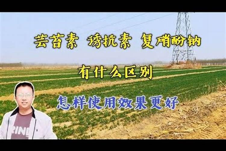 水溶肥怎么使用 水溶肥正确使用方法