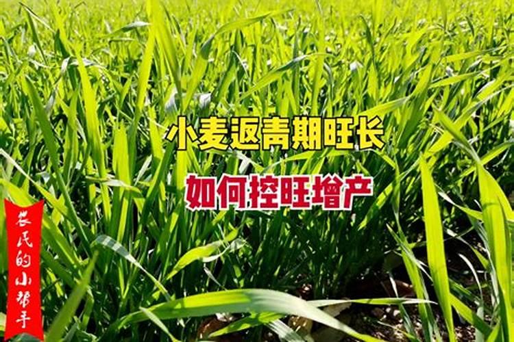 小麦最忌三种肥料
