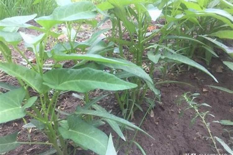 硫酸钾复合肥不能乱用,硫酸钾二铵尿素怎样配高钾肥