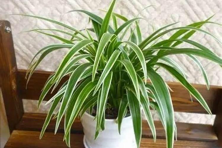 葵花苗开花期用什么肥料打什么叶面肥好用