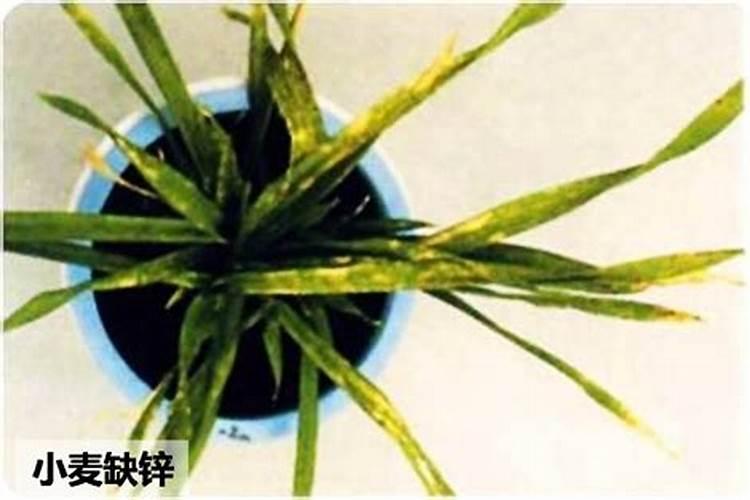 种小麦用什么复合肥好