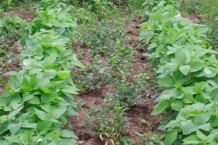 刚栽的一年的金银花苗用施肥吗？