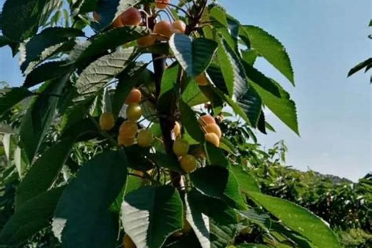 樱桃树用什么叶面肥