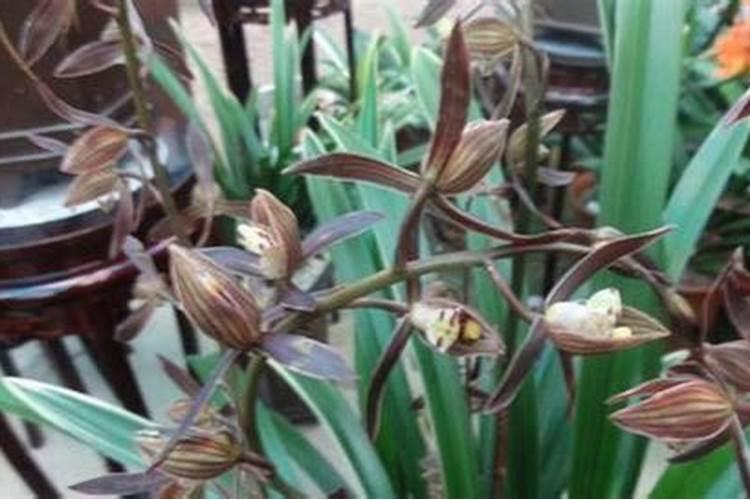 墨兰的水肥养护技巧 墨兰如何水养