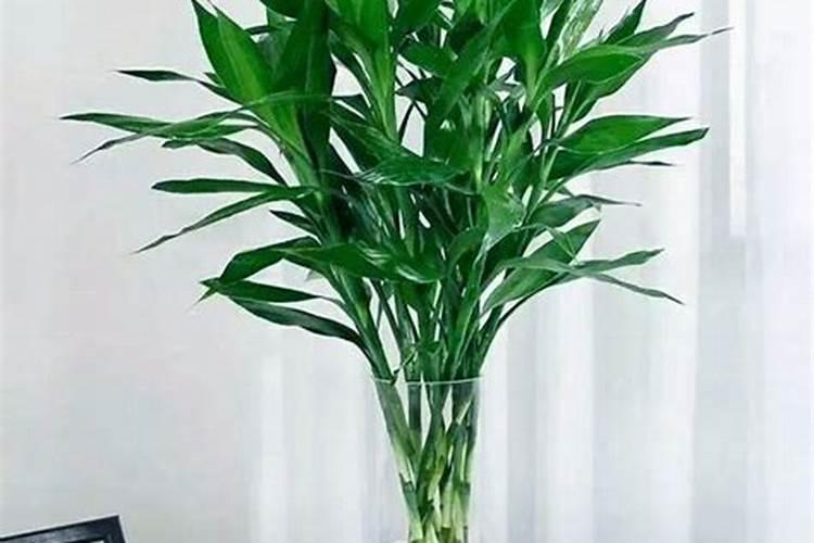 兰花一年开几次花？