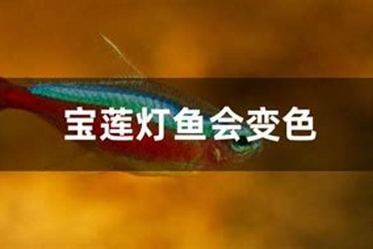 自制鱼蛋白有氨气怎么办呢