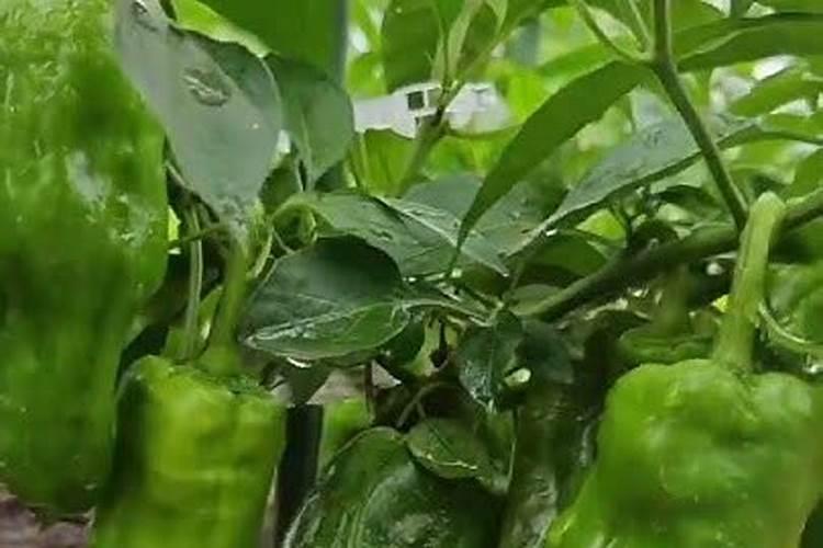 用自制的鱼蛋白浇果树要稀释多少