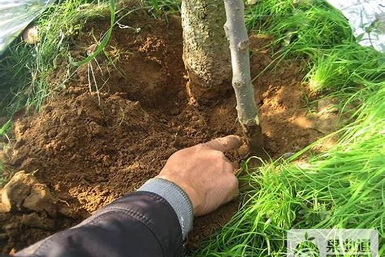 花果期怎样施肥好？