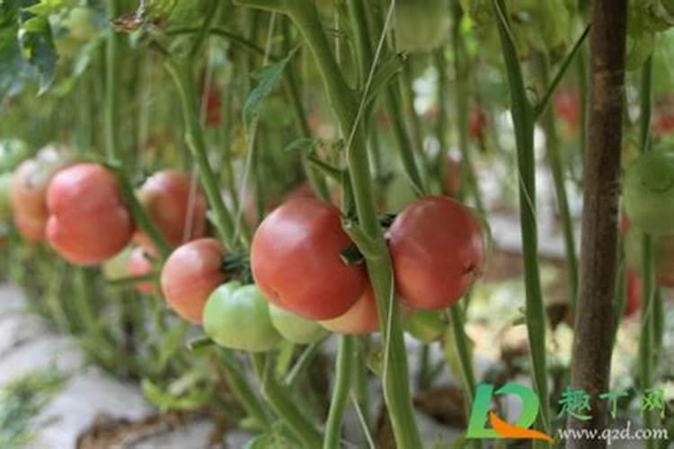 西红柿烂掉怎么办？不要丢,它还有妙用
