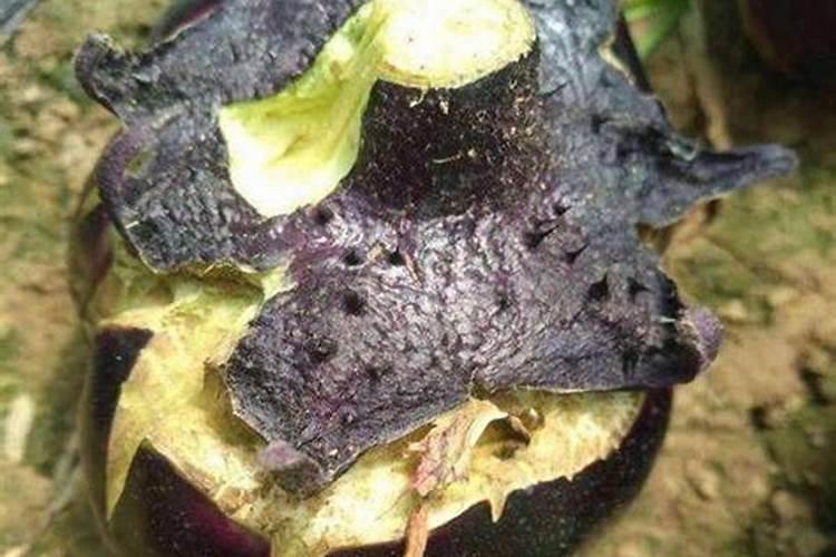 茄子僵果着色不良什么原因