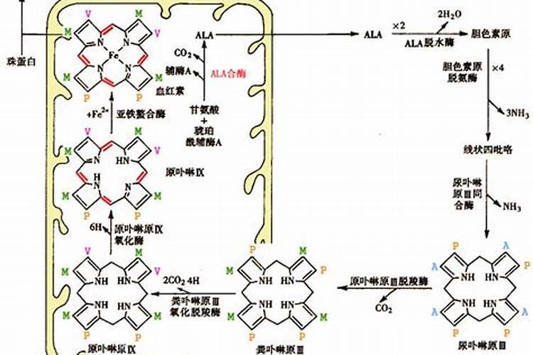 氨基酸叶面肥具体有什么作用？与腐殖酸叶面肥有什么区别