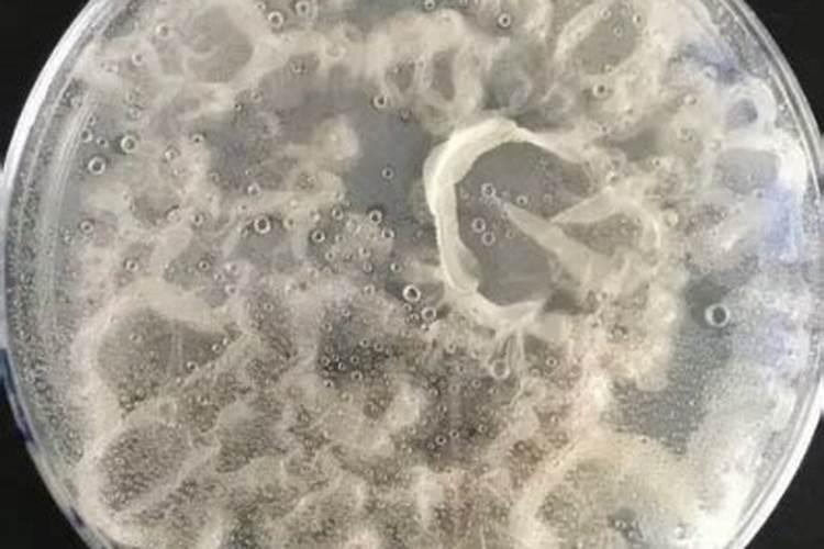 解盐的四个步骤