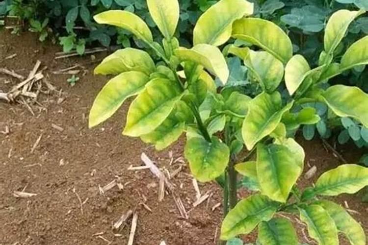 我家的桔子树开了很多花,也有结小果子,可是又马上掉了,这是怎么回事啊...