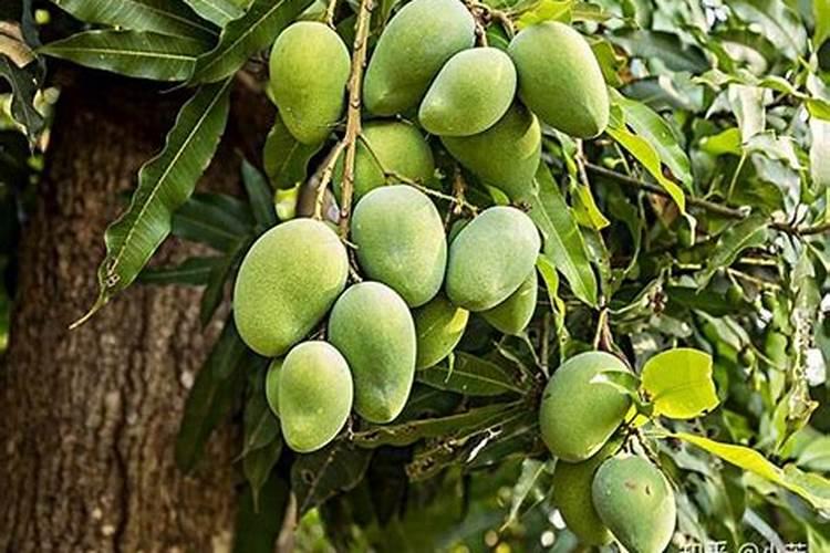 果树怎么施水溶肥？