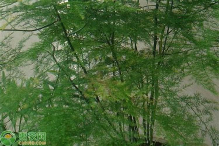 文竹浇什么才能更旺盛