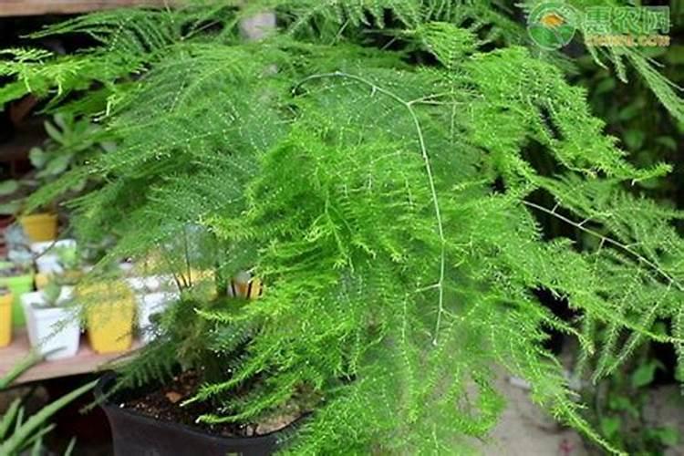 文竹怎么施肥,文竹施什么肥料好/氮肥为主