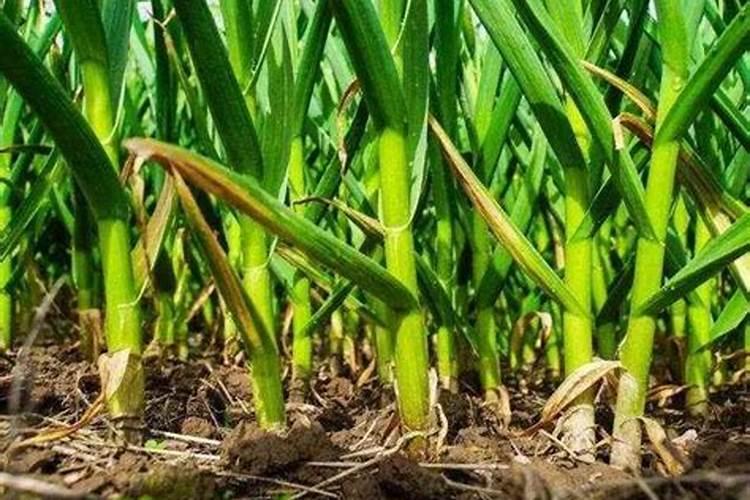 大蒜施什么肥最好