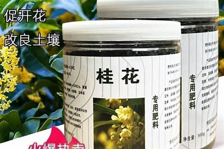 桂花怎么施肥