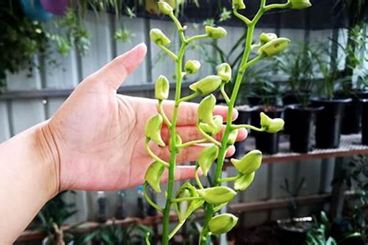 各位讲一讲石斛盆景怎样用肥开花多？哪位清楚？