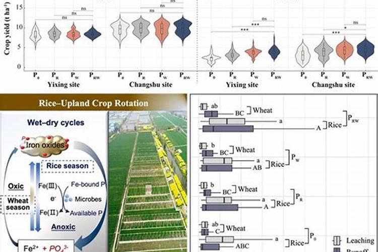 磷钾肥的科学施用方法总结