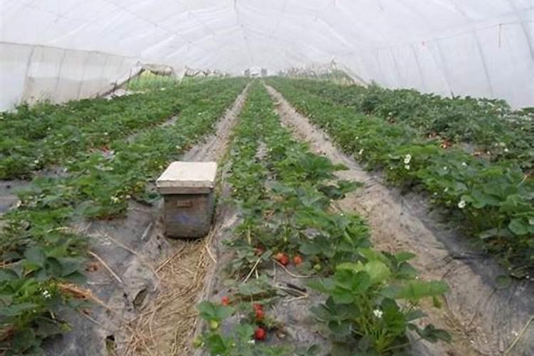 草莓滴灌钙肥一亩多少斤？