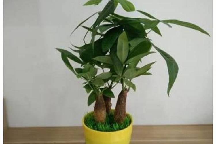 刚买回来的发财树换盆要用追肥吗？