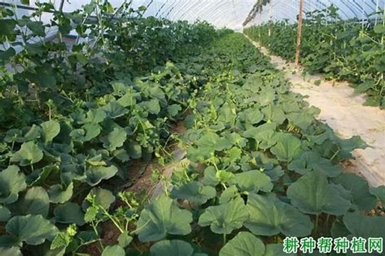 莲蓬采摘后要怎么处理才能保鲜？