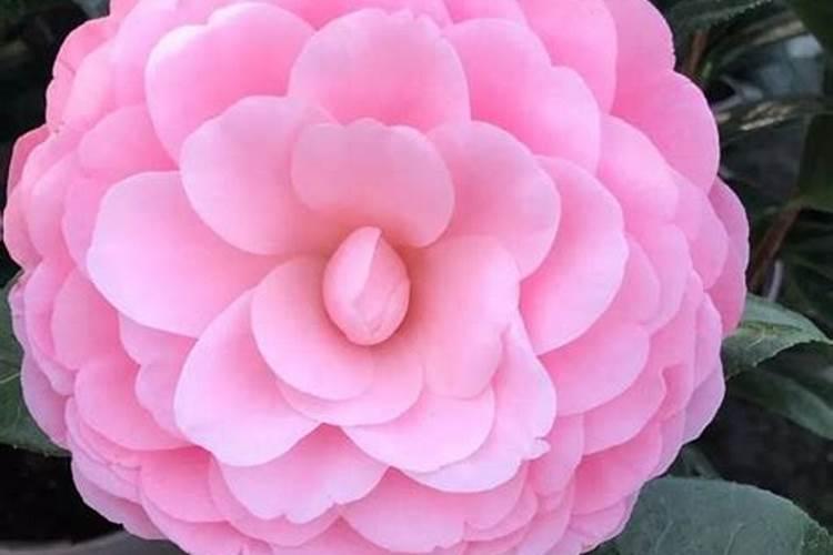 怎么剥莲蓬的最简单方式