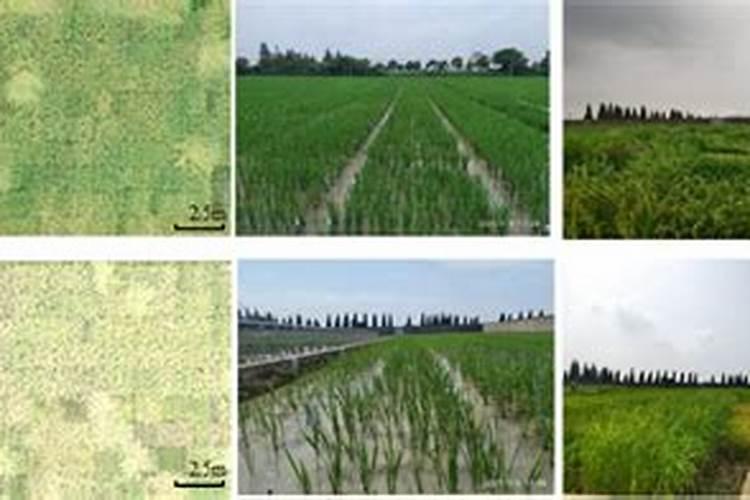 氮肥使用过量有哪些危害？氮肥使用技巧!