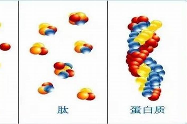 氨基酸对鱼有什么作用