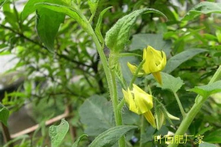 番茄开花阶段使用什么叶面肥效果好？