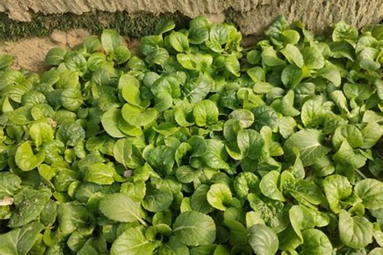 种小白菜放什么肥料好