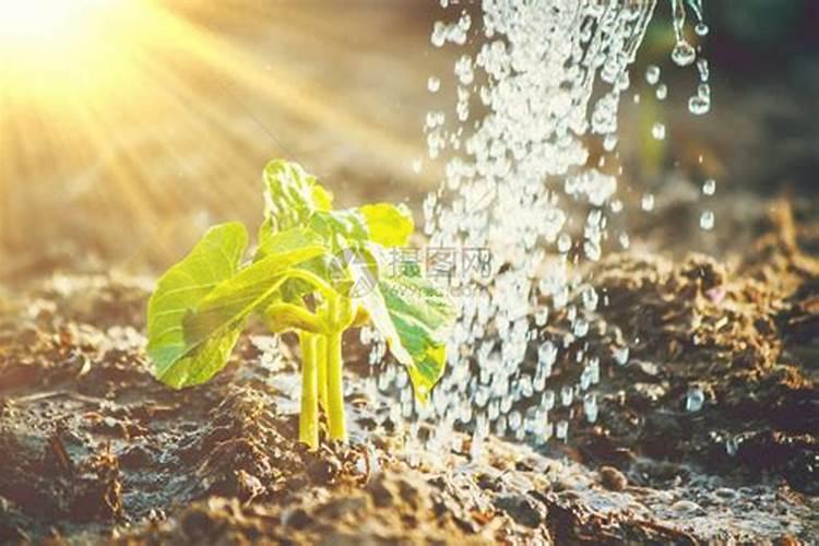 树叶可以当肥料吗？