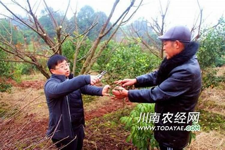 李子树怎么施肥？你整对了吗