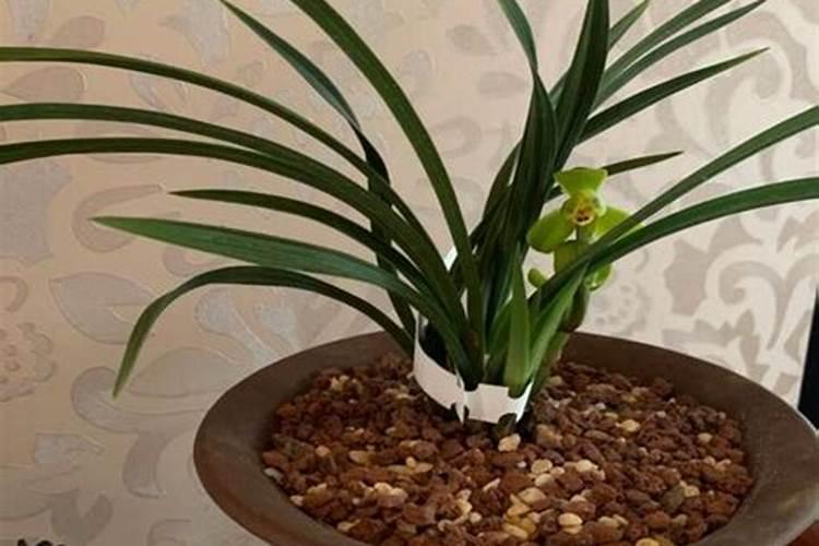 兰花施肥的正确方法和用什么肥