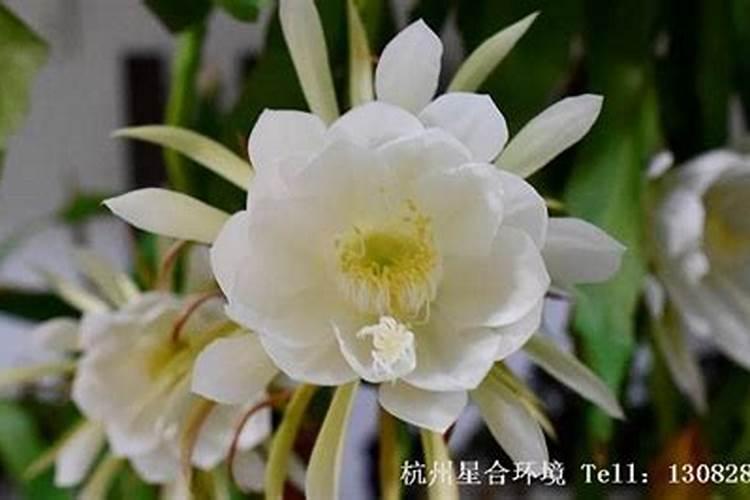 昙花施肥用什么肥料,长花蕾的时候可以施肥吗