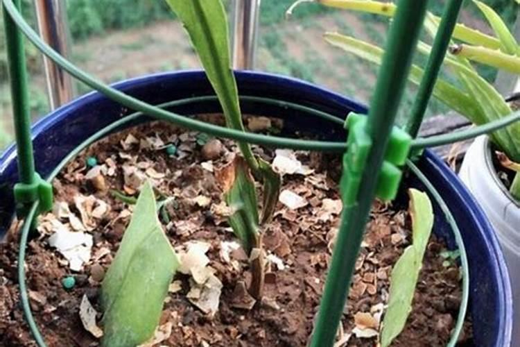 昙花叶面肥怎么施