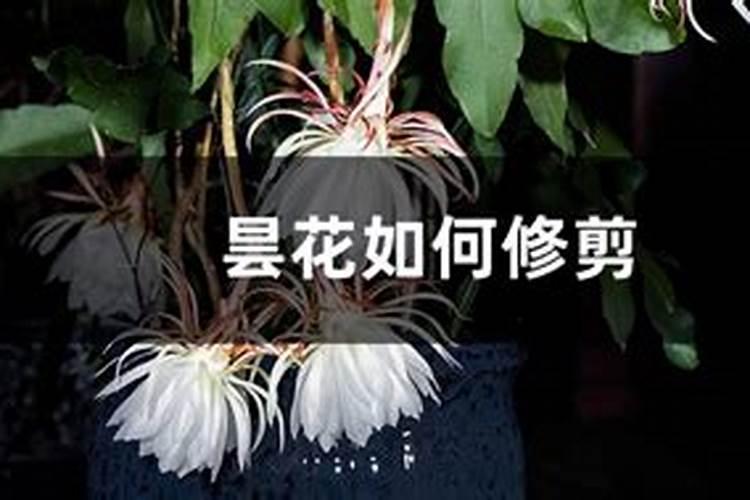昙花不开花怎么办？ 多肉植物  9252儿童网