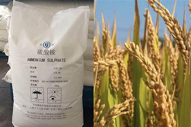 硫酸铵能否作小麦的追肥